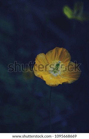 Yellow poppy flower closeup on the dark background