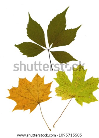 Set of autumn leaves isolated on white background. Herbarium. Leaves of different trees and shrubs, the top view. Photo close-up.