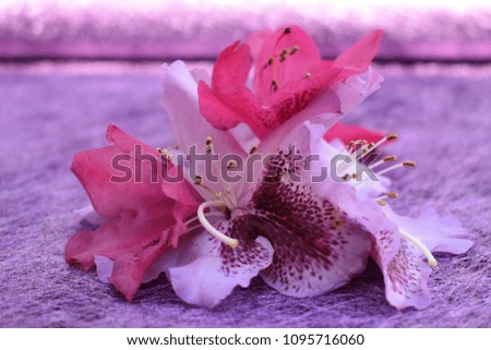 Pink - violet spring flowers frame on violet background. Pink - violet flowers isolated , floral frame. Decoration, bouquet. 