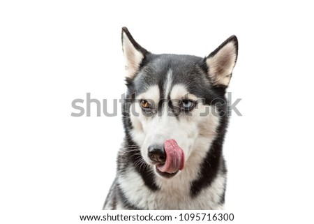 funny Siberian husky dog licks his nose, isolated
