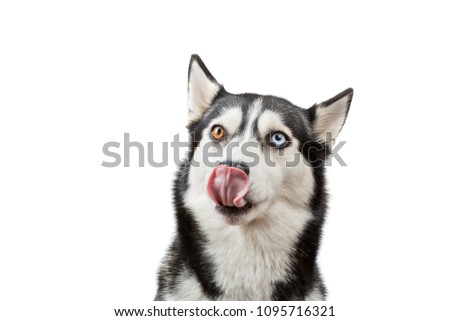 funny Siberian Siberian husky shows tongue, isolated

