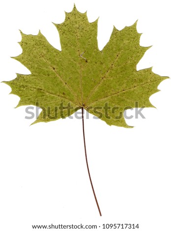 Maple leaf isolated on white background. Herbarium. Large dry wood leaf, top view. Photo close-up