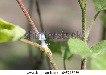 Larvae of Psylla alni or plant-louse hidden under a copious amount of shining-white wax-wool on young shoots of grey alder (Alnus incana)
