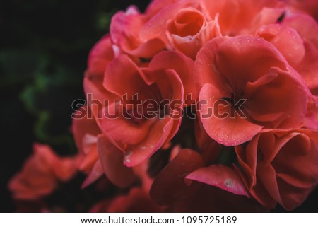 garden rose flowers concept