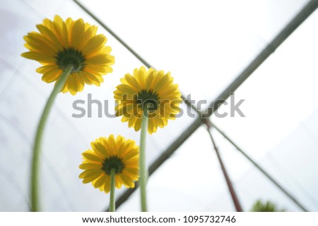 Unidentified species of yellow sunflower pictured from low angle view