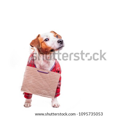 dressed jack russell terrier begging, dog with a blank sign, dog is looking for a family.