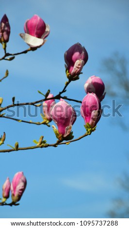 Magnolia, deciduous tree with large, early-blooming flowers in various shades of white, pink, and purple