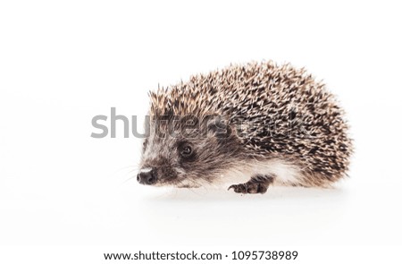 Wild hedgehog closeup isolated on white background