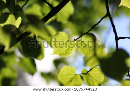 leaf tree background backlight sunlight