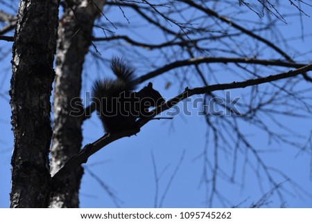  A black squirrel on a tree in Montreal-Canada on a warm and sunny day in downtown-Montreal.