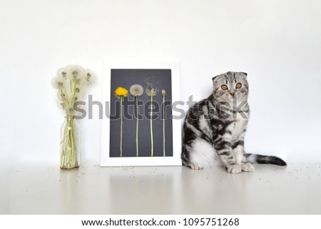 Isolated purebred scottish kitten sits near a vase with white dandelions and a self-made picture of dandelions. Cat looks at the camera.
