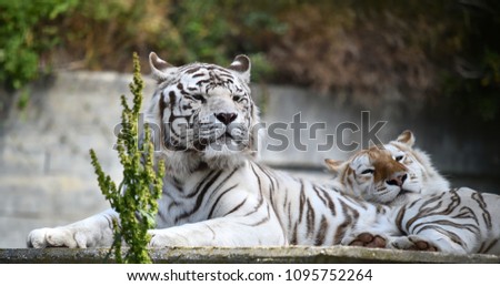 Tigers of bengal