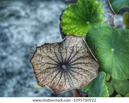 Lotus leaves are dry and discolored, Natural arts.