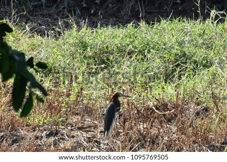 A Black- crowned Night-Heron bird in field