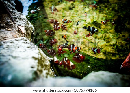 Clownfishes gathering by the pond.