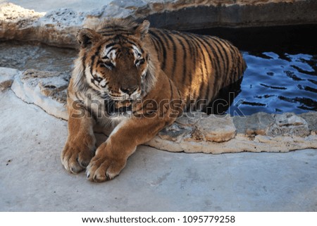 Siberian Amur tiger in the aviary of the zoo. Beautiful wild animals in captivity of the zoo. Bengali (Panthera tigris). wildlife Safari Park