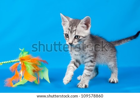 kitten with a toy from feathers and down