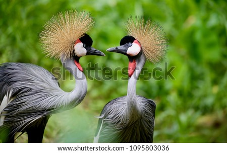 Birds of Uganda - The Grey Crowned Crane Royalty-Free Stock Photo #1095803036