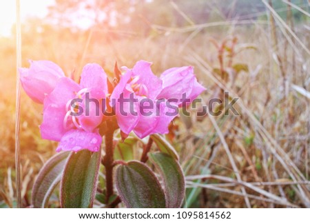 Beautiful pink flowers are in the wide grass. On high mountains.Get bright from the warm sun. Suitable for background image or composition.