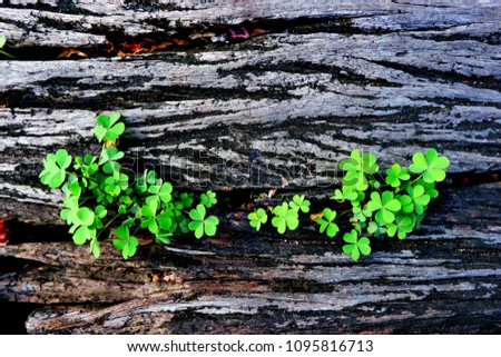 clover leaf plant on wooden