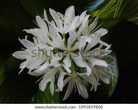 Cardwell lily or Northern christmas lily blooming with blurred background, selective and soft focus