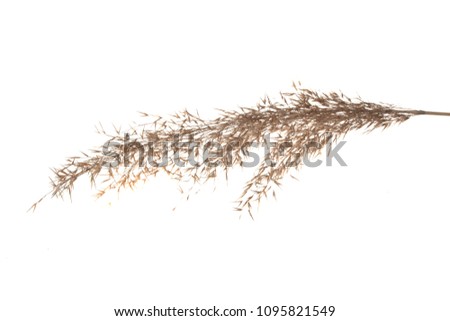 reed isolated on white background