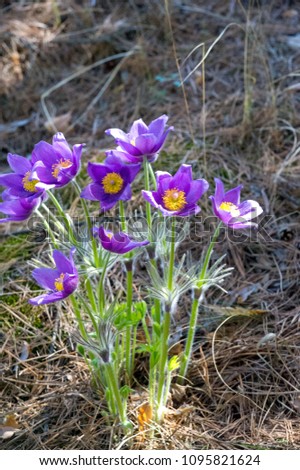 Pulsatilla pratensis (small pasque flower) is a species of the genus Pulsatilla, native to central and eastern Europe, from southeast Norway and western Denmark south and east to Bulgaria  Postrelrel 