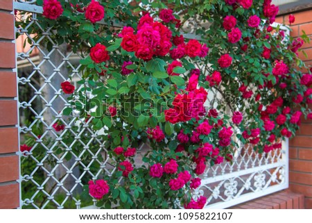 Flowers on the fence of the house