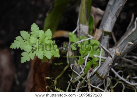 Green fern with orchid plant in dried coconut peel as a pot and hang on decay tree trunk