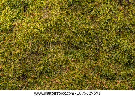 Texture of moss in the forest Royalty-Free Stock Photo #1095829691