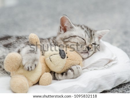 Cute kitten sleeping with toy bear Royalty-Free Stock Photo #1095832118
