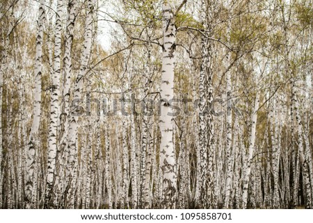 autumn birch forest without leaves