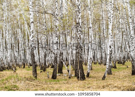 autumn birch forest without leaves