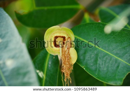 Syzygium jambos (Scientific name : Syzygium jambos (L.) Alston)