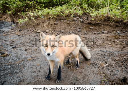 A photograph of a fox in natural conditions in the summer forest.
