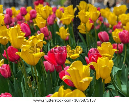Beautiful Tulips of all types of colors in the city of Chicago, 