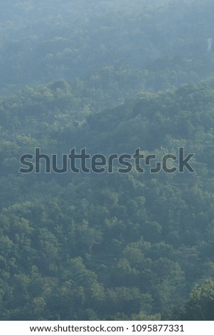 morning  forest view from a hill