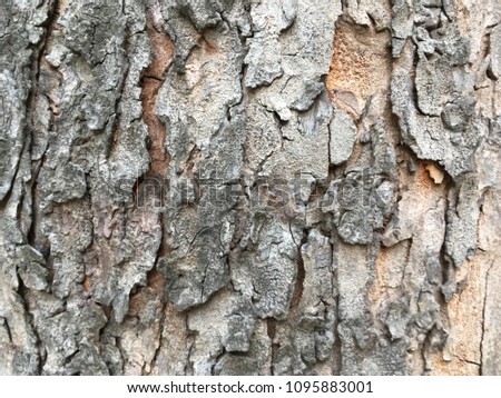 Closeup bark wood texture background