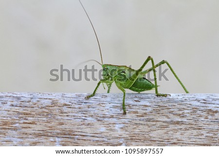green speckled bush cricket or katydid close up Latin name leptophyes punctatissima or grasshopper on a wooden beam in central Italy in summer