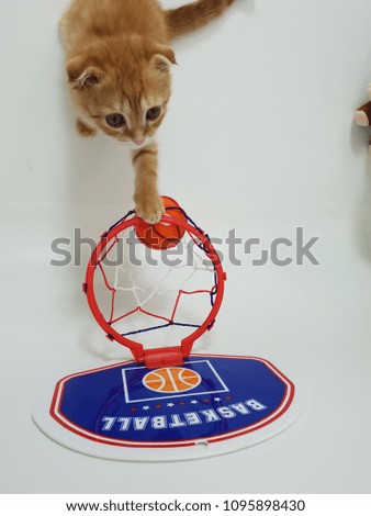 cat basketball player