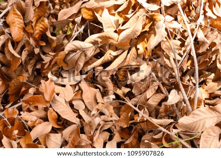 Dry longan leaves. Select focus.