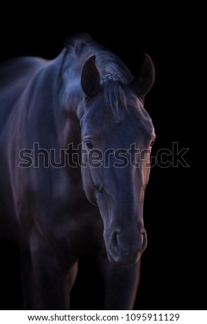Black horse on black background at sunset light