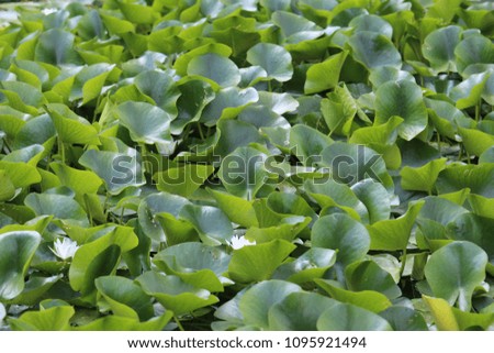 View of lily pads leaves on a pond in france during spring. Pattern of green aquatic elements floating on the water surface. Abstract natural picture taken from above. Bright textured shapes. 