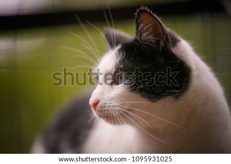 Portrait of a cat. Animal shelter.