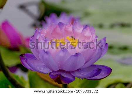 Blossom Lotus Flower on nature background. Beautiful lotus flower Thailand.