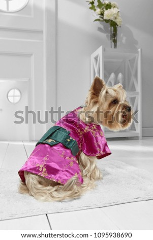 Full length portrait of dressed Yorkie in the white room. Back view of the cute dog in a pink kimono. The pet sitting on the floor on the rug in the hallway, looking to the side, ready to go out.