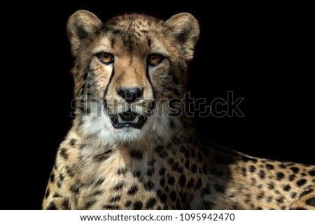 Cheetah portrait (Acinonyx jubatus) on black background