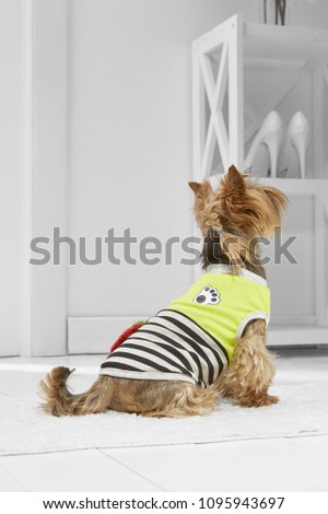 Full length portrait of dressed Yorkie in the white room. Back view of the dog with a cute braid, in a striped tank top, sitting on the floor on the rug in the hallway, looking up, ready to go out.