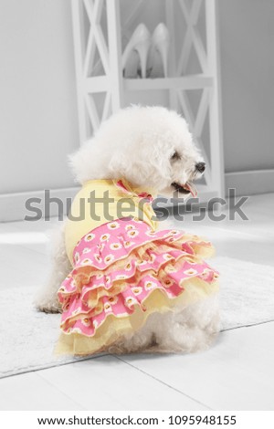 Full length portrait of dressed Bichon Frise in the white room. Back view of the dog in a summer dress. The pet sitting on the floor on the rug in the hallway, looking to the side, ready to go out.