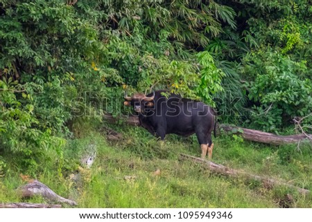 The bulls, Gaur, Wild bison is in the forest , Looking at the camera.
